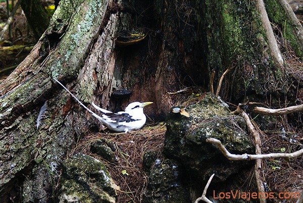 White-Tailed Tropicbird - Seychelles
Ave tropical de cola blanca - Seychelles