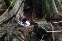Ir a Foto: Ave tropical de cola blanca 
Go to Photo: White-Tailed Tropicbird