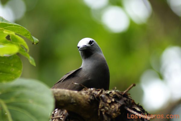 Seychelles endemic bird
Pájaro de las Seychelles