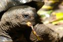 The Aldabra Giant Tortoise, from the islands of the Aldabra 