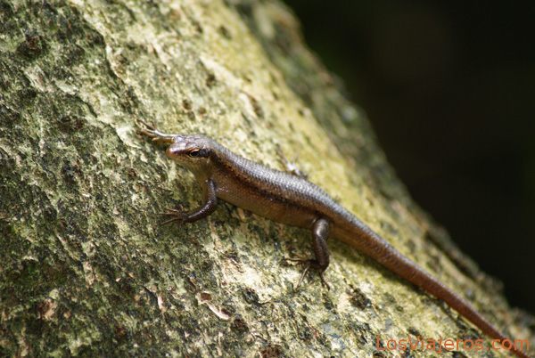Lizard - Seychelles
Lagarto - Seychelles