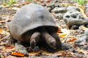 The only remaining species of four types of giant tortoises 
