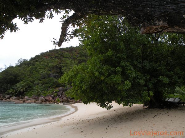 Árboles a pie de playa - Seychelles