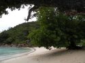 Trees along the seashore - Seychelles
Árboles a pie de playa - Seychelles