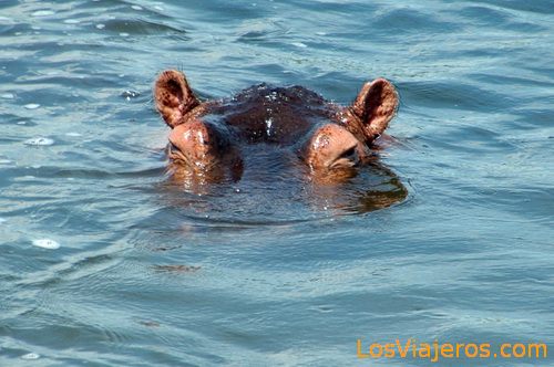 Hipopótamo - Uganda