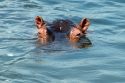 Ampliar Foto: Hipopótamo