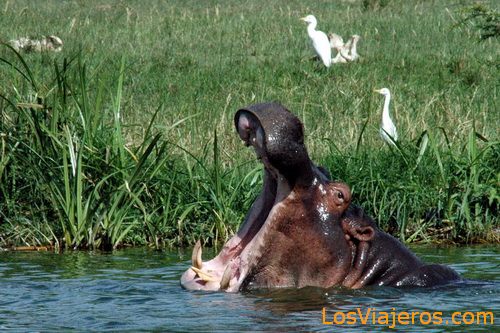 Hipopótamo -canal de Mazinga - Uganda