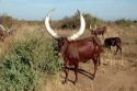 Ampliar Foto: Vacas africanas en el camino