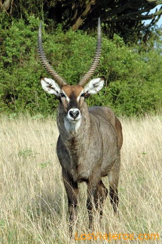 Antelope - Uganda
Antílope - Uganda