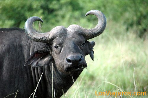 Búfalo -Queen Elizabeth National Park - Uganda