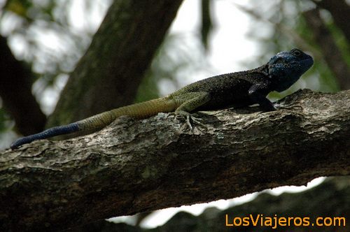 Reptile - Uganda
Reptil - Uganda