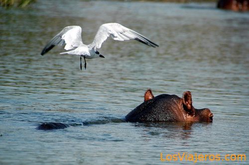 Hippopotamus - Uganda
Hipopótamo - Uganda