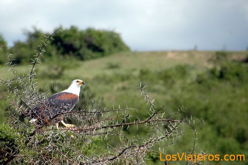Fisher Eagle - Uganda
Águila Pescadora - Uganda