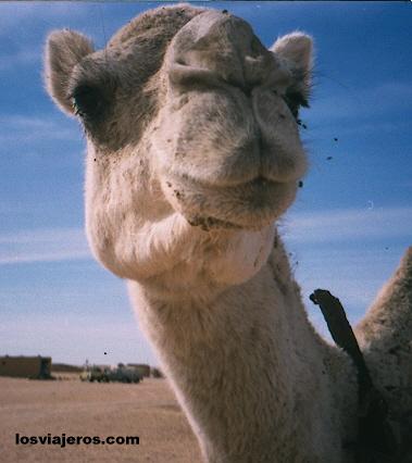 Camello fotogenico - Tindouf - Argelia