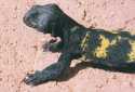 Ampliar Foto: Lagarto de franjas amarillas del Sahara - Tindouf