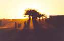 Ir a Foto: Puesta de sol en un oasis del desierto - Tindouf - Argelia 
Go to Photo: Sunset in the oasis - Tindouf - Algeria