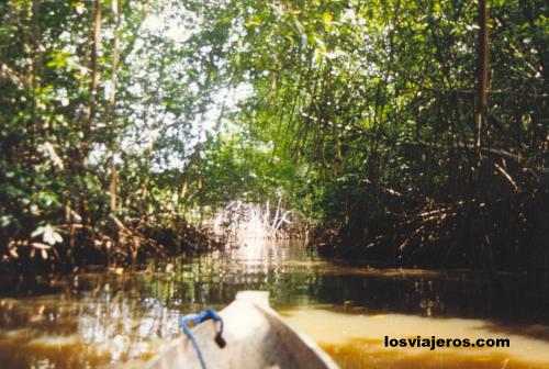 Mangroves in Sassandra River - Costa de Marfil / Ivory Coast / Cote d'Ivoire