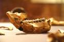 Go to big photo: Lucy, Australopithecus Afarensis - National Museum of Ethiopia - Addis Ababa