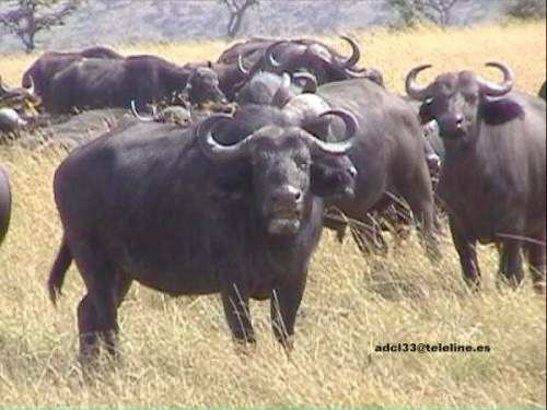 Bull - Kenya
Bufalos - Kenia