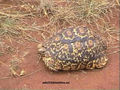 Turtle - Kenya
Tortuga - Kenia