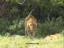 Go to big photo: Nakuru Lions