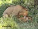 Lions in Nakuru National Park  