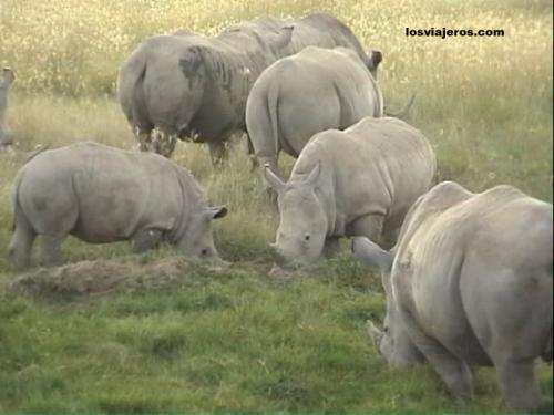 Rinocerontes - Kenia