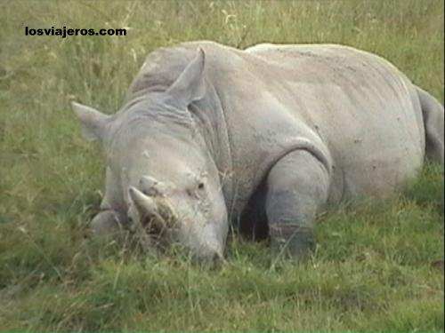  Sleeping rhino in Nakuru National Park. - Kenya
Rinoceronte durmiendo - Kenia