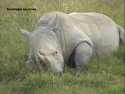  Sleeping rhino in Nakuru National Park.