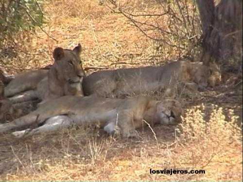 Female lions - Kenya
Leonas - Kenia