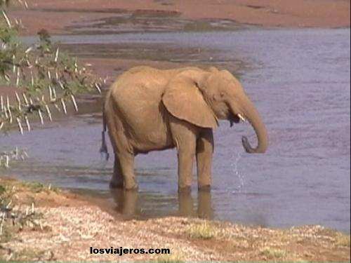 Elefante bebiendo - Kenia