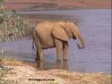 Ampliar Foto: Elefante bebiendo