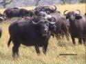 Bull - Kenya
Bufalos - Kenia