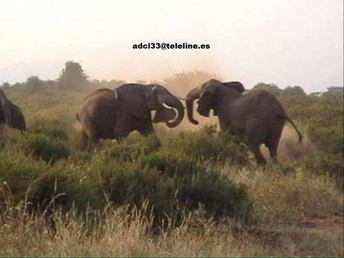 Elephants Fighting - Kenya
Elefantes luchando en Samburu - Kenia