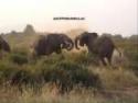 Ampliar Foto: Elefantes luchando en Samburu