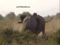Go to big photo: Fighting Elephants