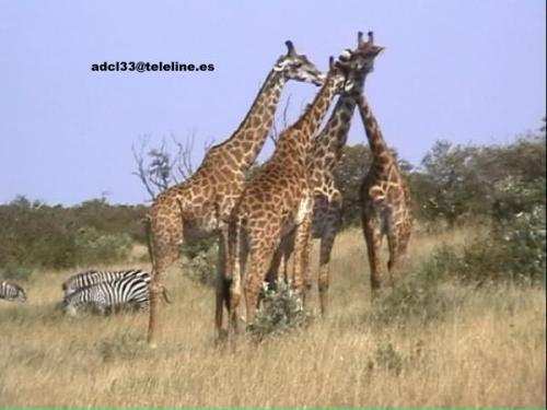 Giraffes - Kenya
Jirafas en Maasai Mara - Kenia