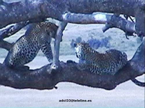 Leopards over a tree - Kenya
Dos leopardos sobre un arbol - Kenia