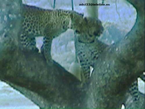 Leopardos II - Kenia