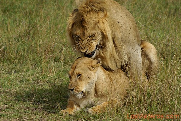 pictures of kenya animals. a mating bout - Kenya