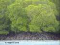 Mangroves in Manda Channel near Lamu  