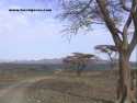 Ir a Foto: Turkana 3 
Go to Photo: Turkana 3