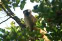 Lemur marron - Madagascar
