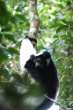 Indri, the biggest lemur -Andasibe-Perinet- Madagascar