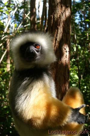 Verreaux sifaka -Lemur - Madagascar