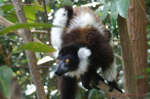 Ruffed Lemur -Andasibe- Madagascar