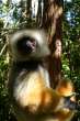 Ampliar Foto: Verreaux sifaka -Lemur - Madagascar