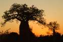 Atardecer tras los Baobab en el bosque espinoso -Ifaty- Madagascar