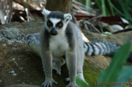 Maki or ring tailed lemur - Madagascar
Maki o lemur de cola anillada - Madagascar