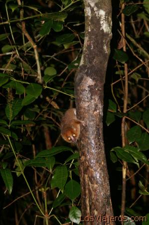 Lemur raton - Parque Nacional de Ranomafana- Madagascar